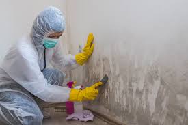 Best Mold Damage Restoration  in Silsbee, TX